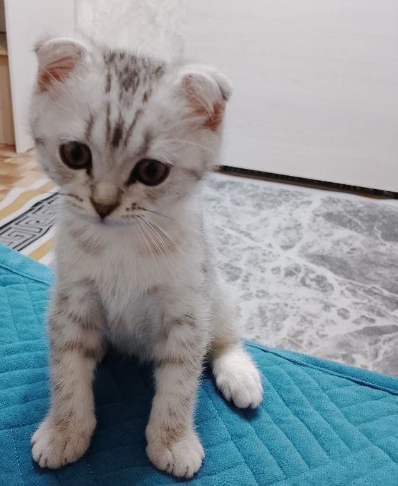 Вислоухий британец