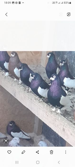 Porumbei standard și bălțați