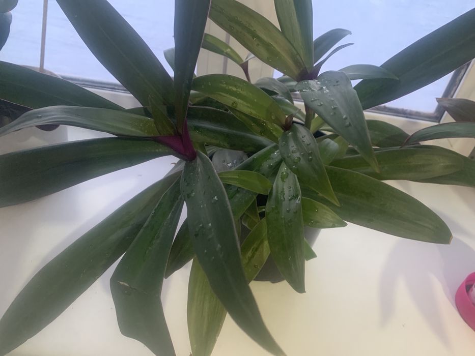 Цветы распродажа, распродажа