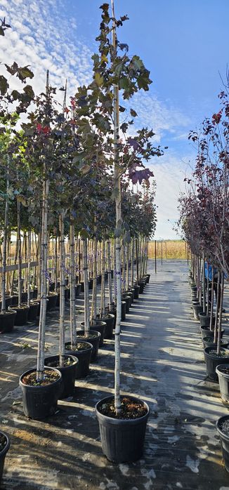 acer platanoides crimson king ( artar rosu )