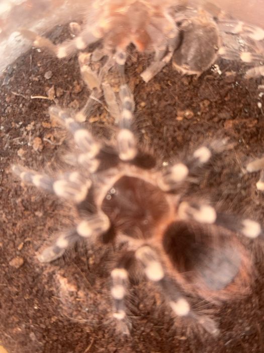 Паук птицеед. Acanthoscurria geniculata
