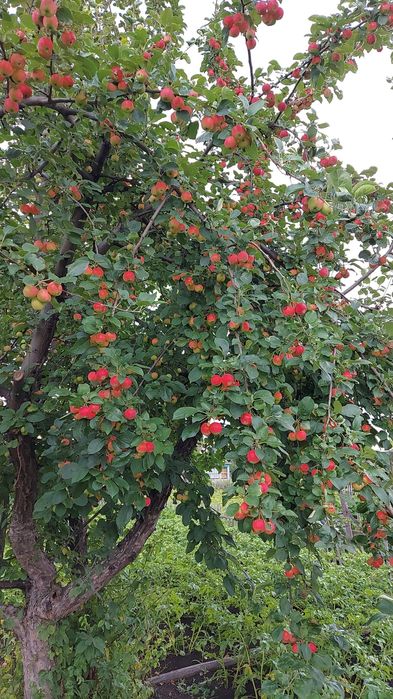 Продам дачный участок