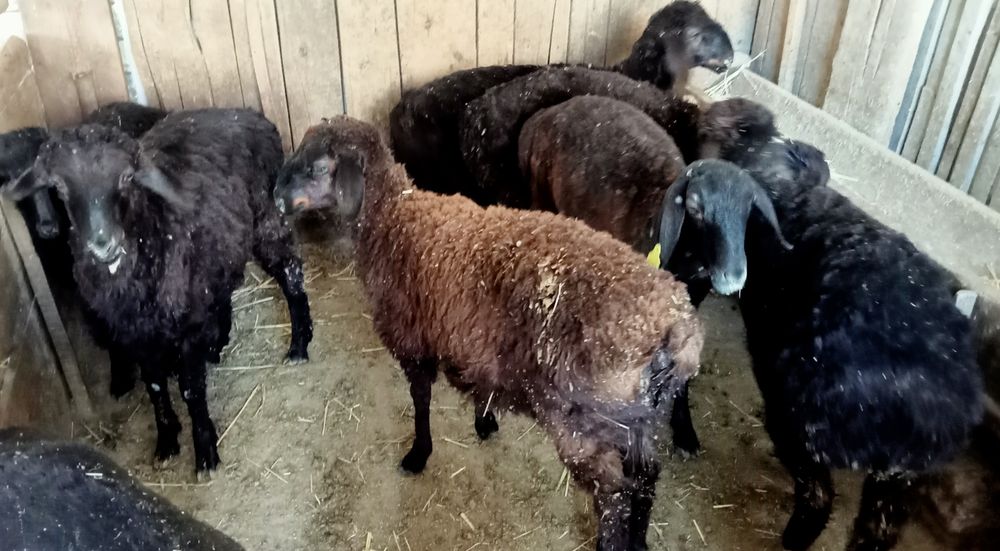 Кои токты бар сатылатын