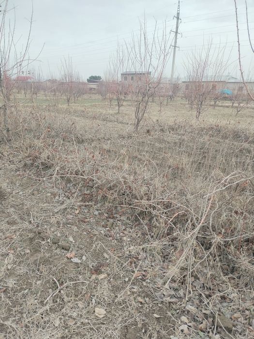 Uzum tok ko'chatlar sotiladi