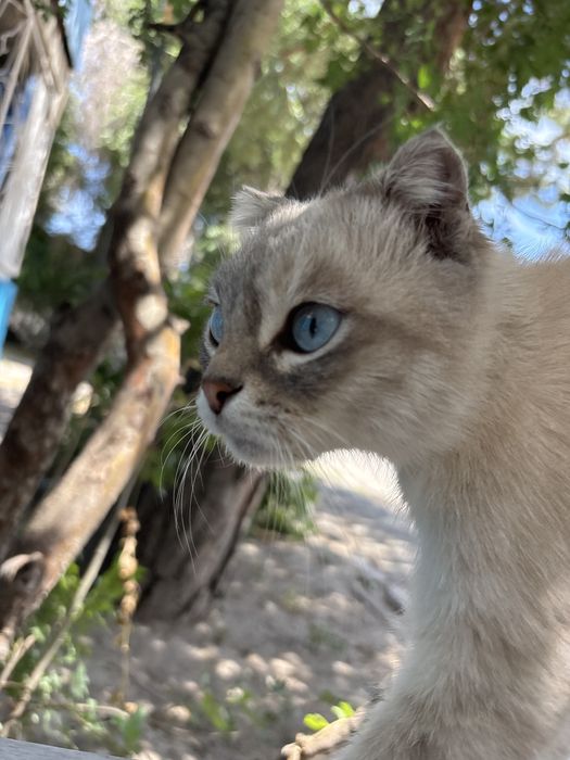 Очень ласковый кот возпитонный