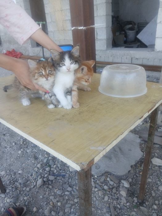 Отдам котят в добрые руки