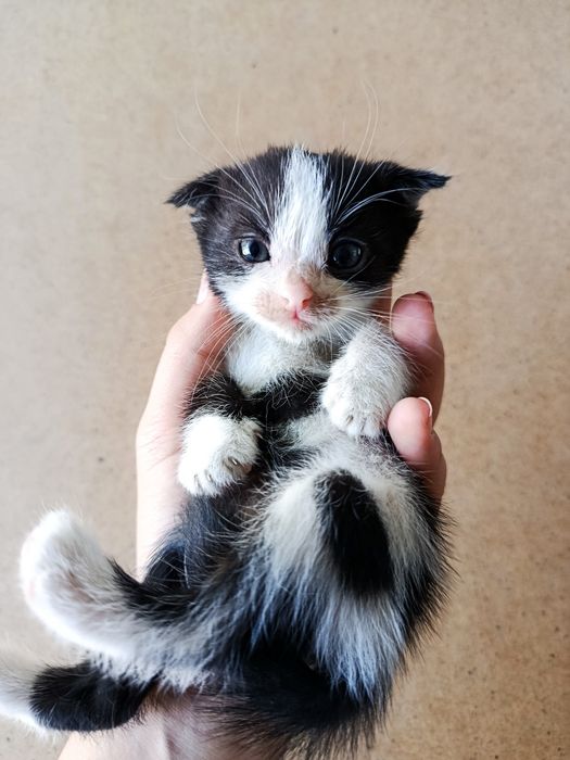 Продам конка скоттиш фолд