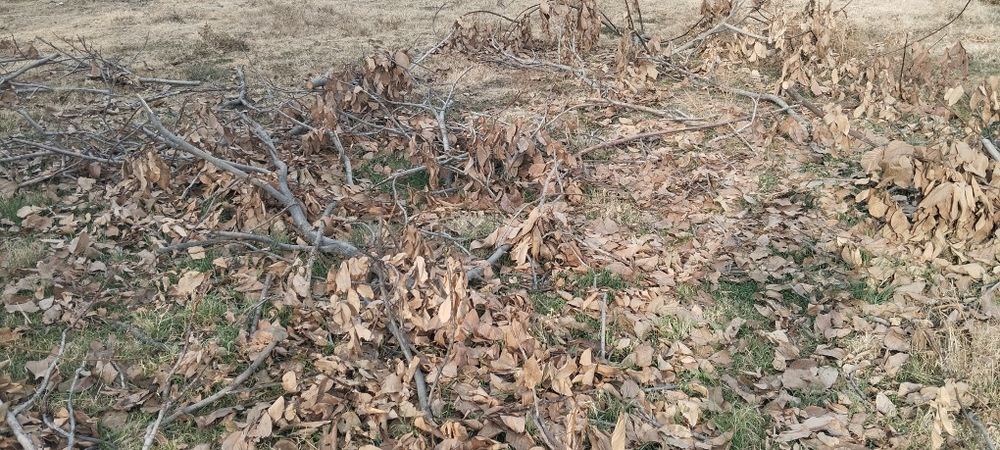 Енгок дарахтини утини