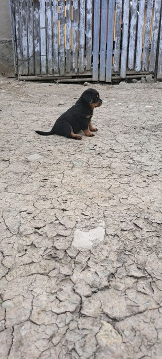 Pui de  rottweiler