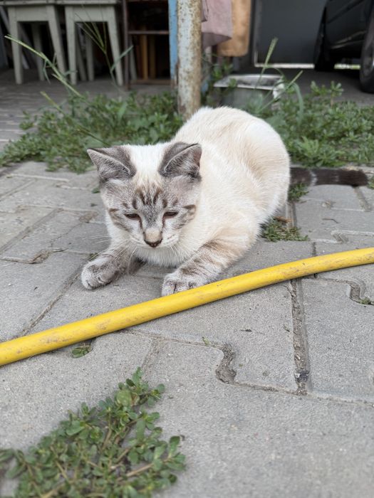 Подрощенные котята в добрые руки