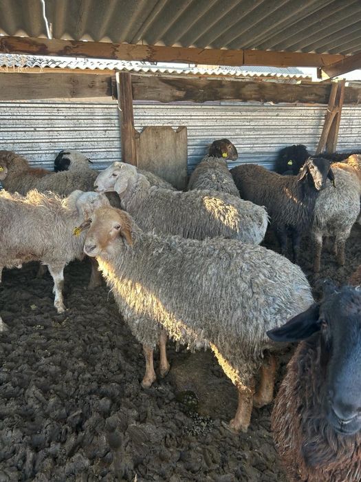 тоқтылар сатылад