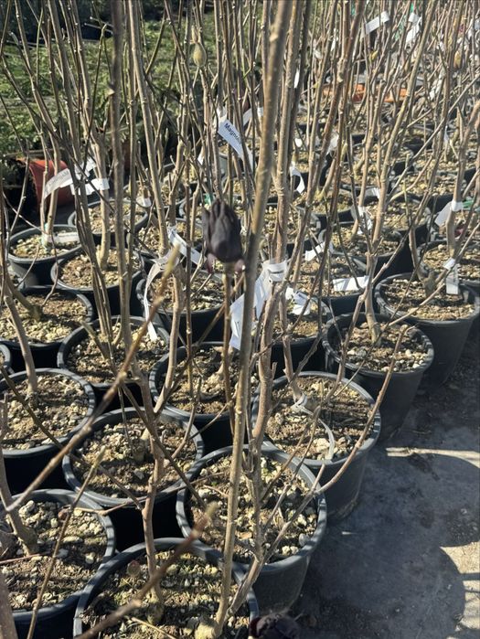 5 цвята магнолии , black tulip, sunraise,genie, yelow bird ,satisfact