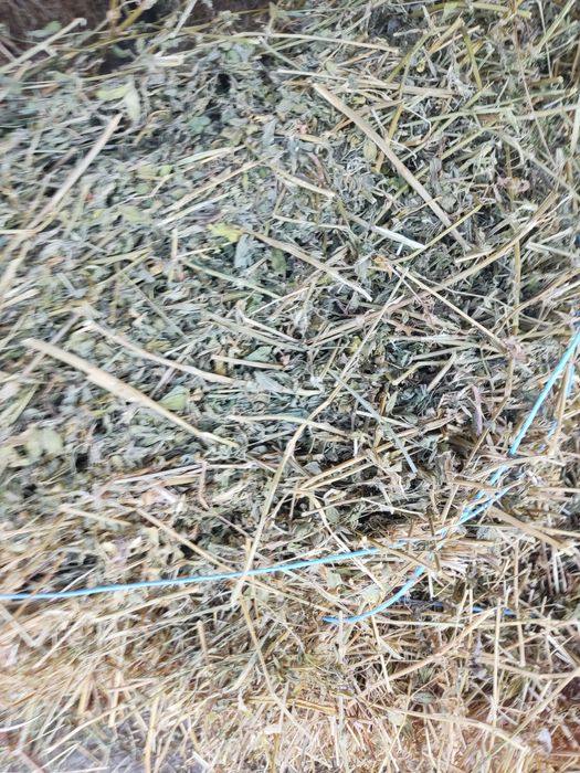 Baloți lucerna dreptunghiulari