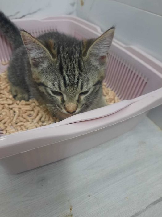 Отдам котят мальчиков в добрые руки