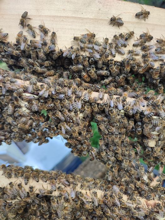 Vând familii de albine