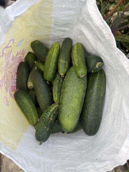 Огурцы дачные собраны сегодня