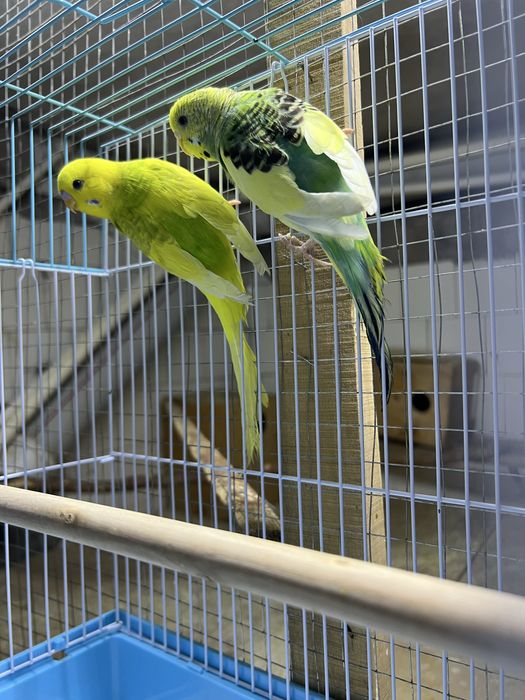 Tayyor parala sotiladi To'ti qush