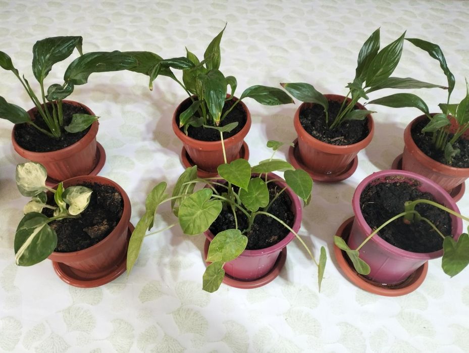 Домашние цветы для офиса