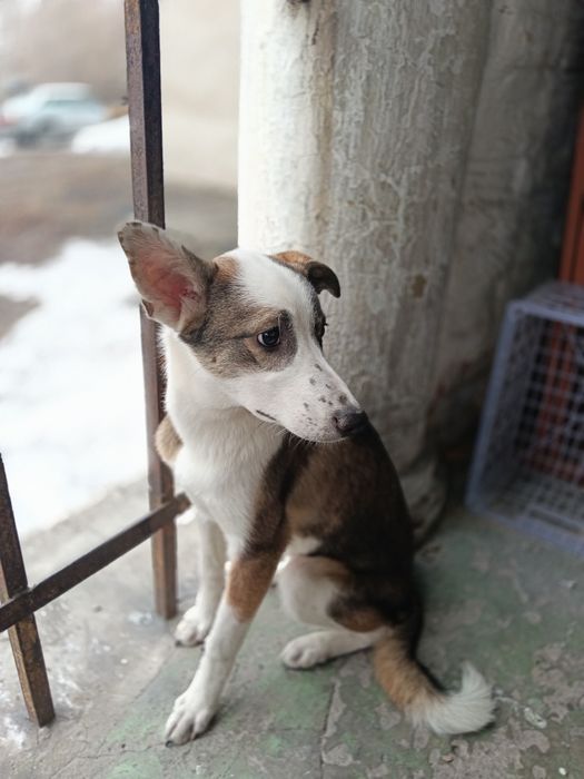 Ищет дом девочка!