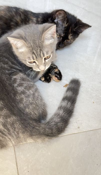 Котенок мальчик в добрые руки