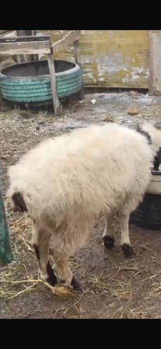 Қойлар сатылады