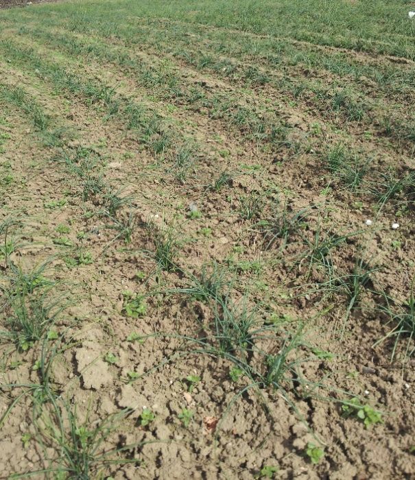 Продавам  Български шафран