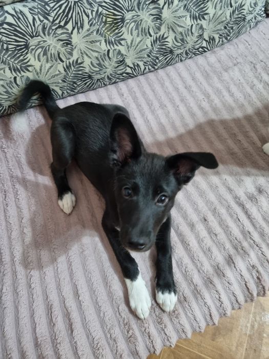 Идеальный пёс ищет семью