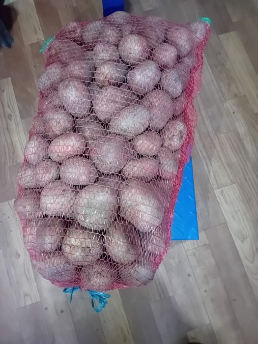 Cartofi consum și sămânță