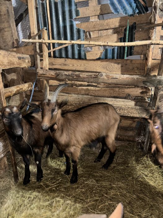 Vand țap si iadă alpin fracez