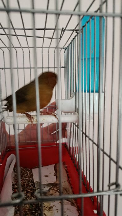 Канарейка нар самец