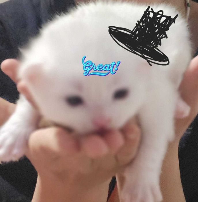 Котята породистые