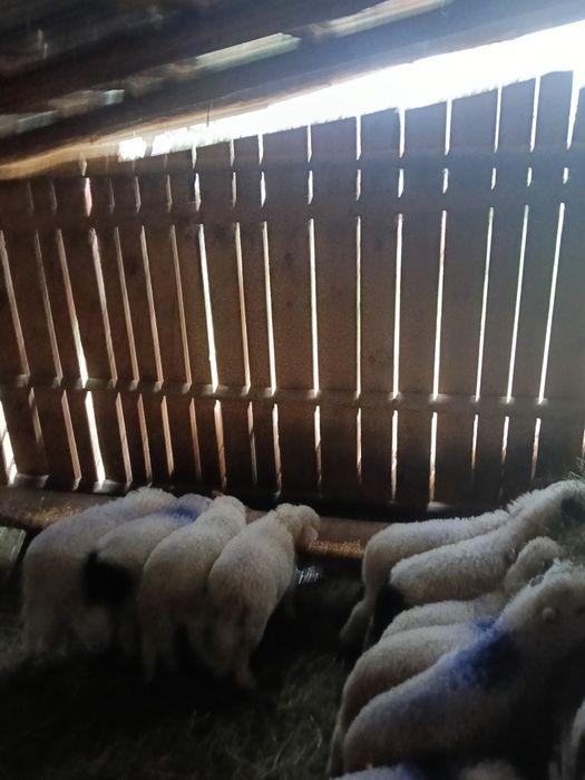 Miei de vânzare kg 23