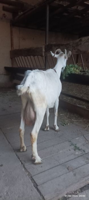 Echki sotiladi suti bor
