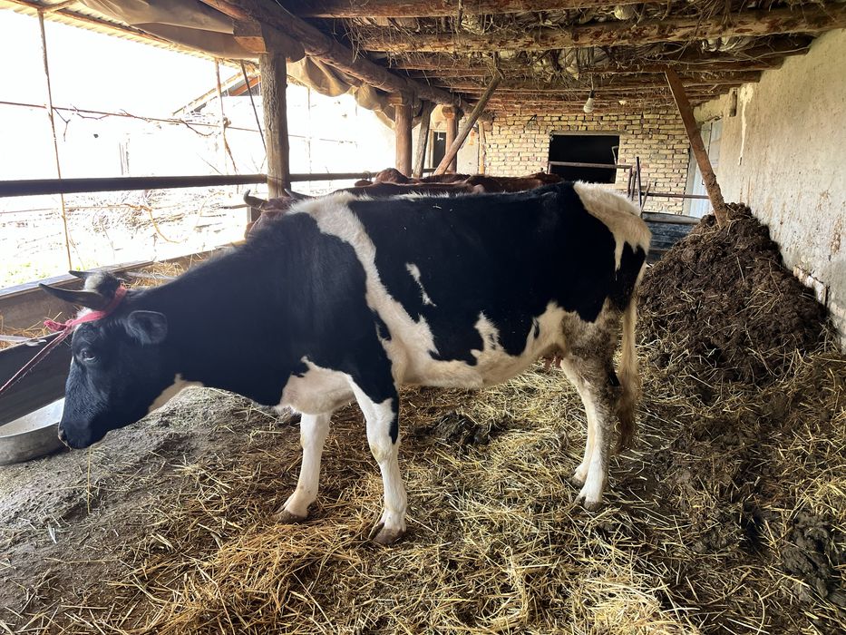 ona bola sigir sotiladi