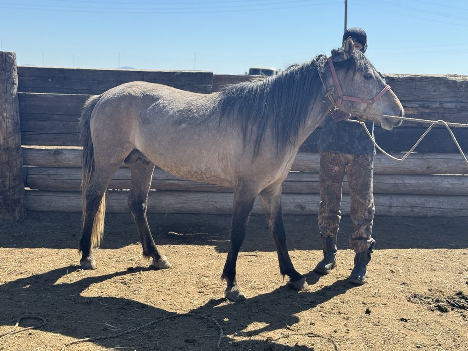 Айгыр   5 жасар (жеребец )