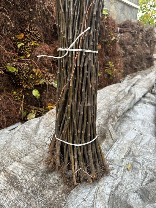 Material saditor pentru pomi fructiferi - Portaltoi de la producator