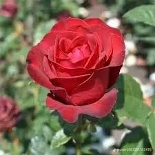 Розы саженцы оптом