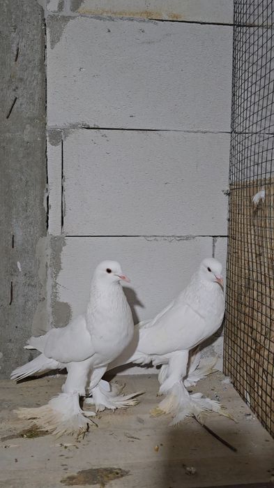 Porumbei de ornament,gulerati,indian,gusat de pomerania