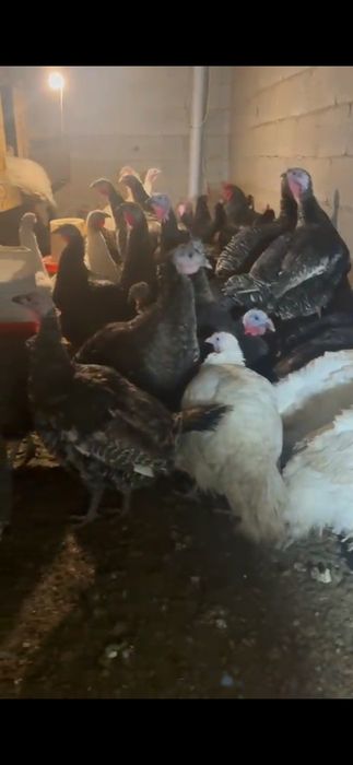 Инюшки Бронза 708 Россия , уже несутся