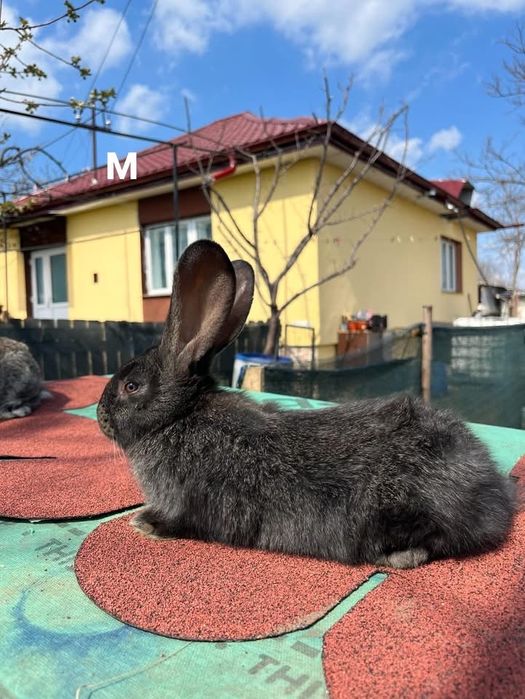 Iepuri uriaș german