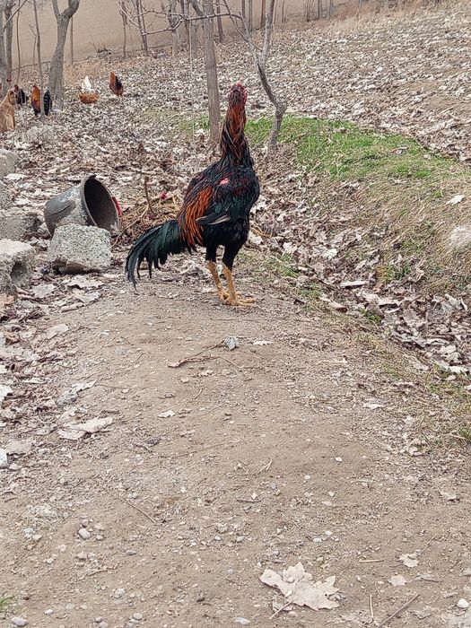 Xuroz sotiladi sogʻligi hamma narsaga garantiya 1 kuz xuroz