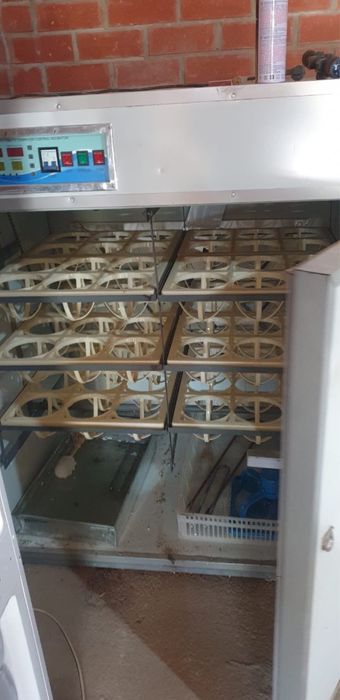 Продаётся страус