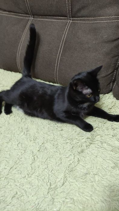 Отдам котят девочек в добрые руки