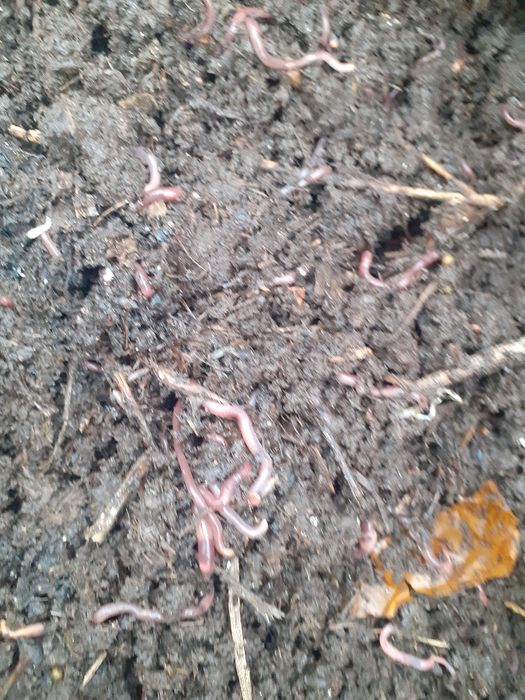 червы шылаушын биогумус