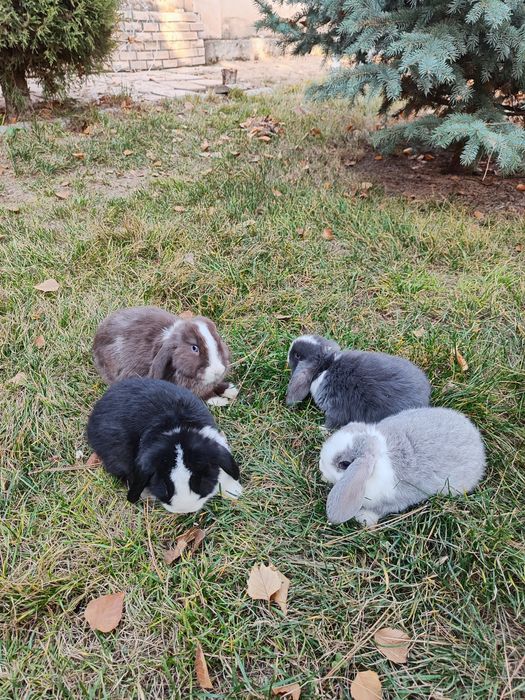 Карликовый кролики