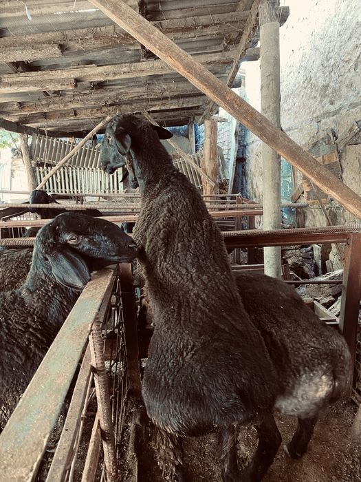 Кой чорвачилик, ОПТОМ.