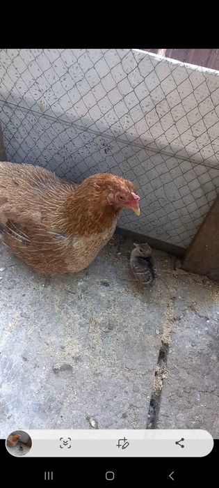 Продам квочку с 2 павлинятами
