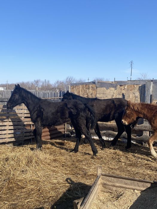 Продам годовалых тайчиков