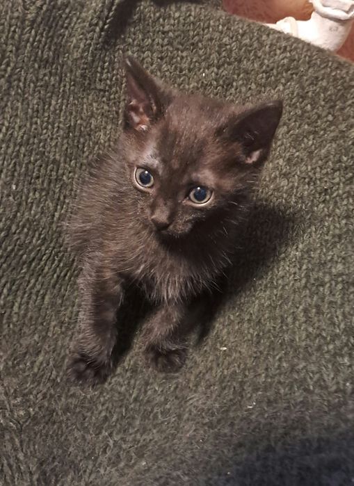 Котенок Шоколадка, кошка