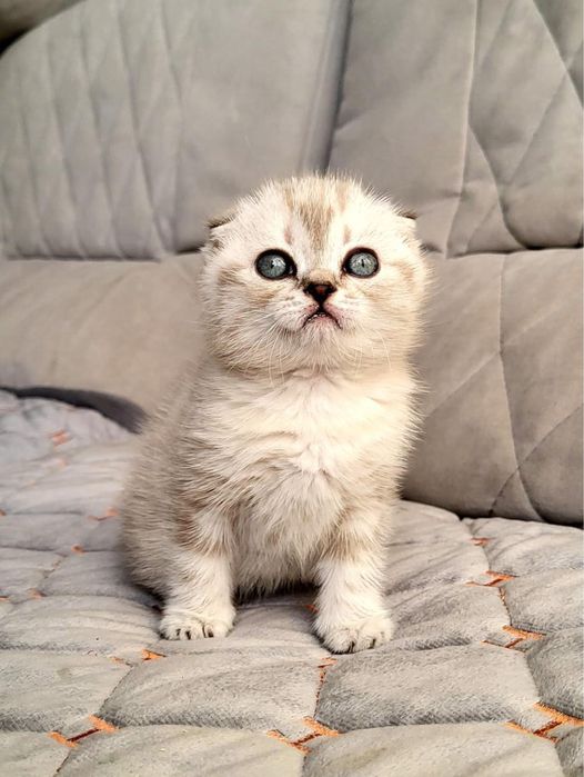 сладкие котятки